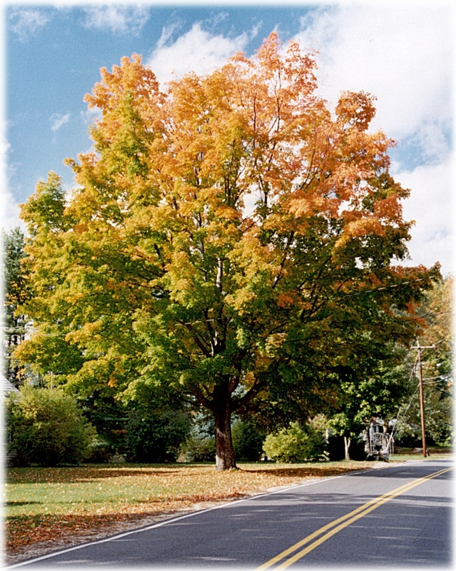 Treeon Road, New England America.jpg